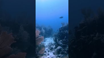 Reef on Utila, Honduras #shorts
