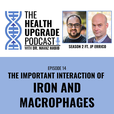 The Important Interaction Of Iron And Macrophages