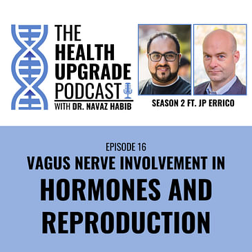 Vagus Nerve Involvement In Hormones And Reproduction