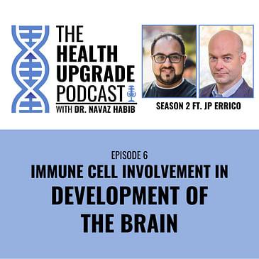 Immune Cell Involvement In Development Of The Brain