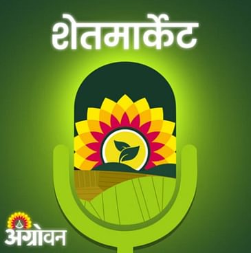 Cotton, Soybean Market: कापूस बाजारभाव, सोयाबीन भाव, टोमॅटो बाजार, ज्वारी दर | Agrowon