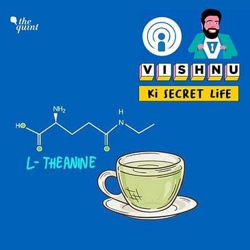 Nootropics: How L-Theanine Helped Me Cope With Anxiety