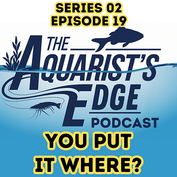 You Put It Where? How to Choose the Best Spot for Your Fish Tank