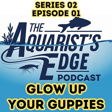 Glow Up Your Guppies: Secrets to Stunning Colours in Your Aquarium