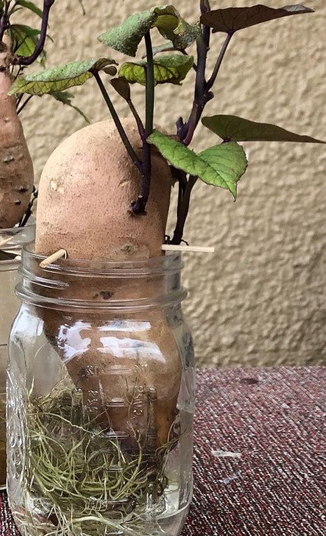Sweet potatoes in mason jars growing slips