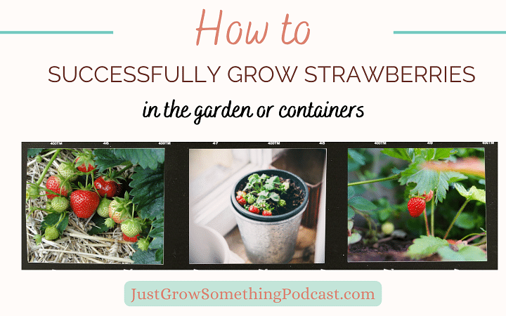 How to Grow Strawberries