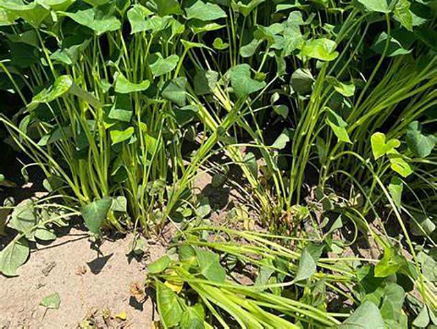 Sweet potatoes growing slips in ground beds