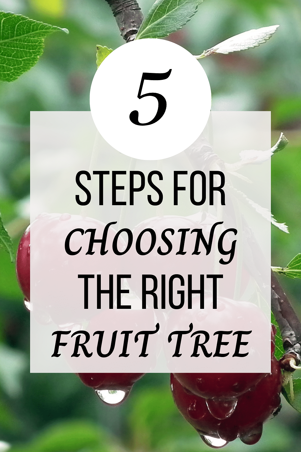 Image of Apple Tree that says 5 Steps to Choosing the Right Fruit Tree for Your Garden