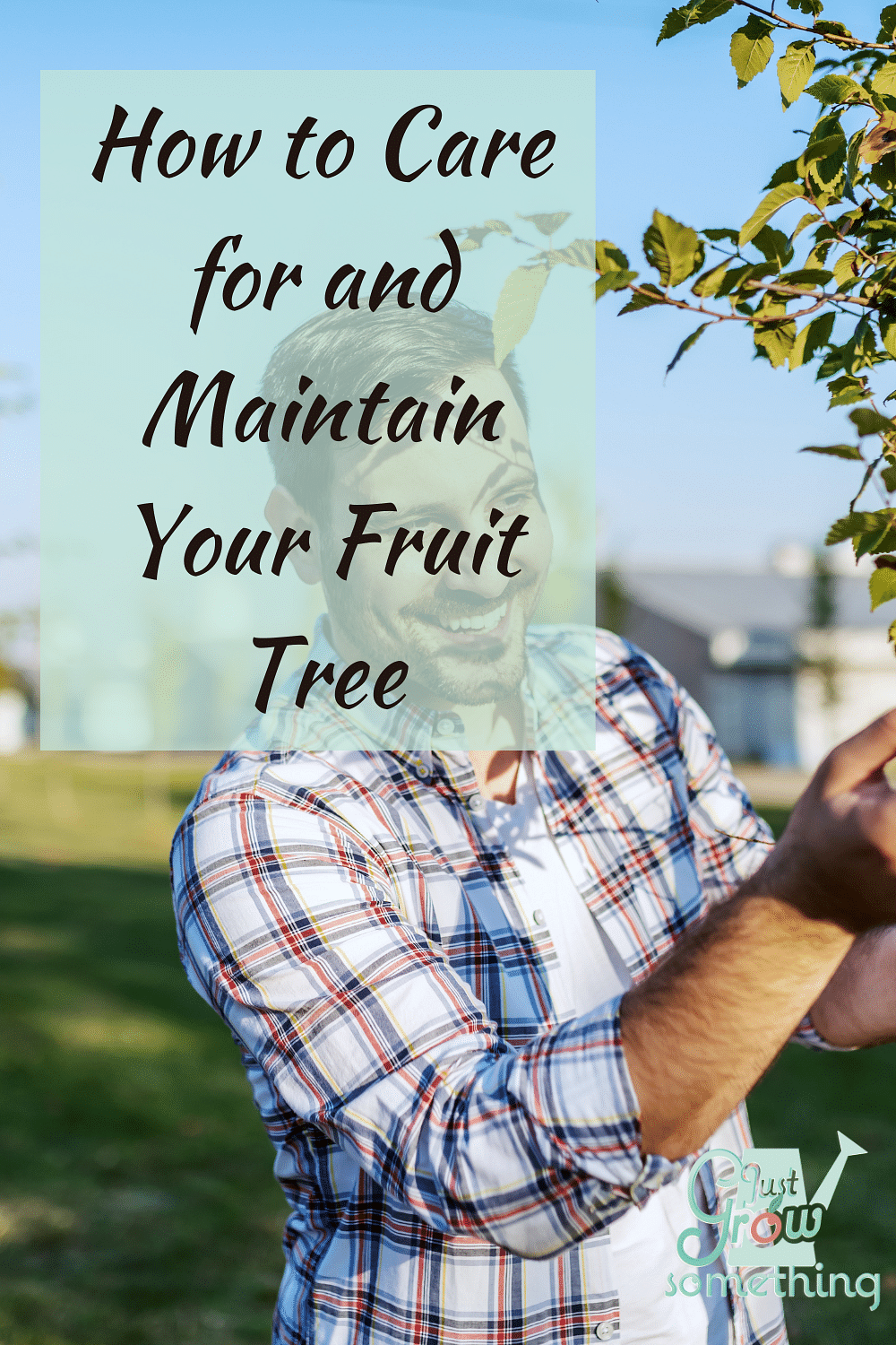 How to Maintain and Care for a Fruit Tree