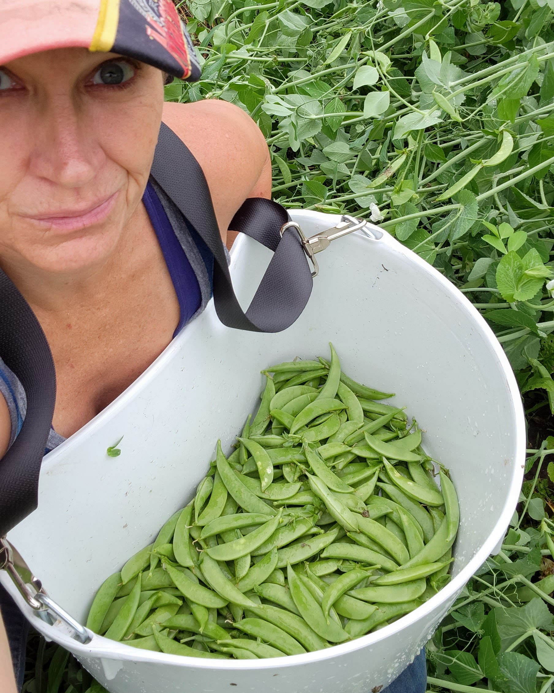 Karin picking peas in the garden