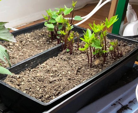 Sweet potatoes in shallow container with soil