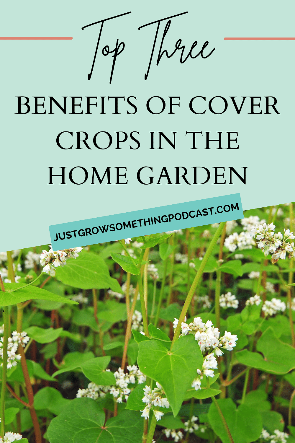 Top Three Benefits to Using Cover Crops in the Home Garden
