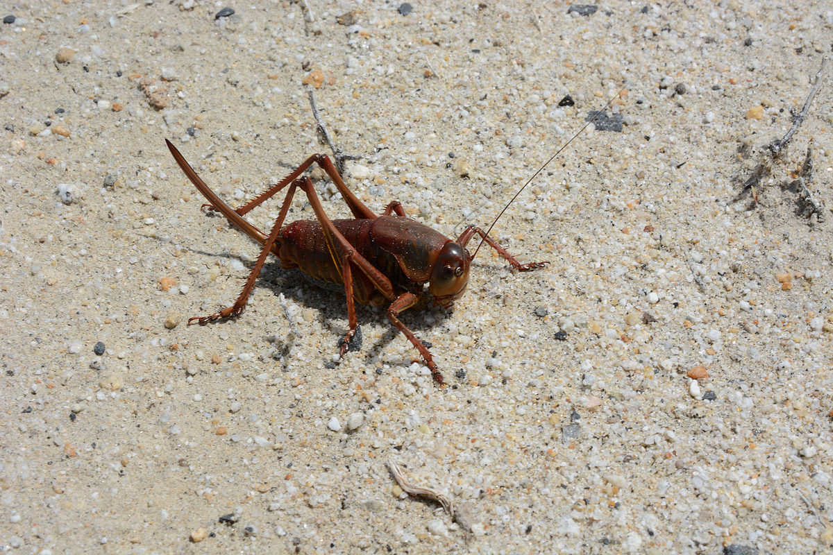 Episode 3- Helpers: Insects