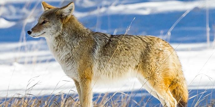 Episode 7 - Persisters: Coyote
