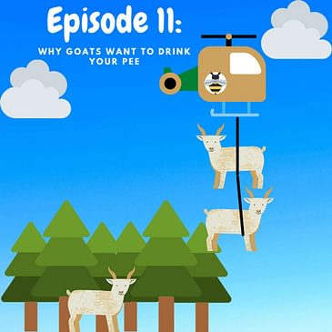 Ep 11: Why Goats Want To Drink Your Pee
