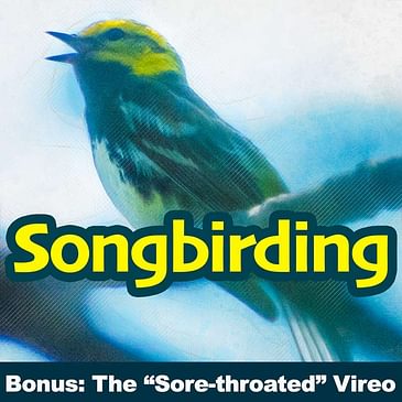 Songscapes: The "Sore Throated" Vireo