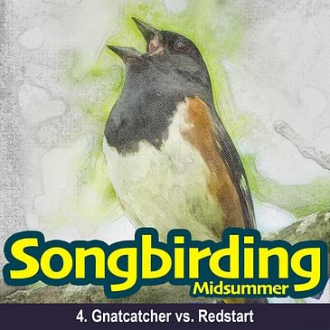 S2E4 - Gnatcatcher vs. Redstart