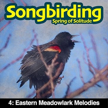 S3E4 - Eastern Meadowlark Melodies