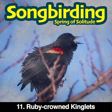 S3E11 - Ruby-crowned Kinglets