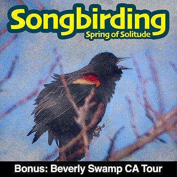 Songbirds of Hamilton 1: Beverly Swamp CA Virtual Field Event