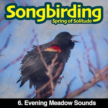S3E6 - Evening Meadow Sounds