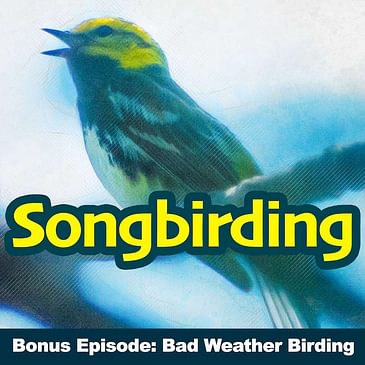 Discussion: Bad Weather Birding