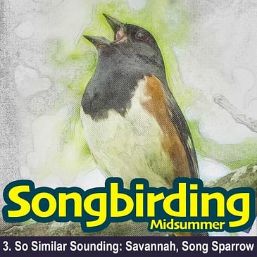 S2E3 - So Similar Sounding: Savannah, Song Sparrow