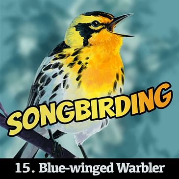 S4E15 - Blue-winged Warbler