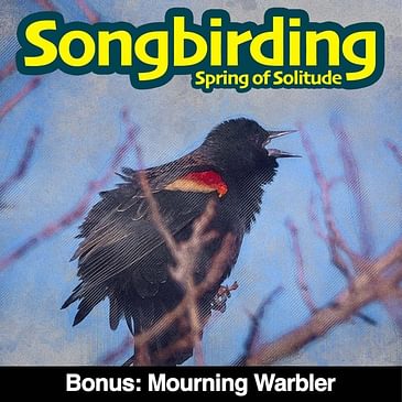 Soundscape Bonus: Song of the Mourning Warbler