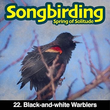 S3E22 - Black-and-white Warblers