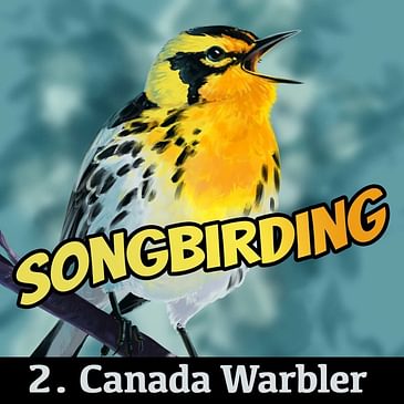 S4E2 - Canada Warbler
