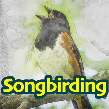 S2E2 - Scarlet Tanager, a.k.a. the Sore-throated Robin