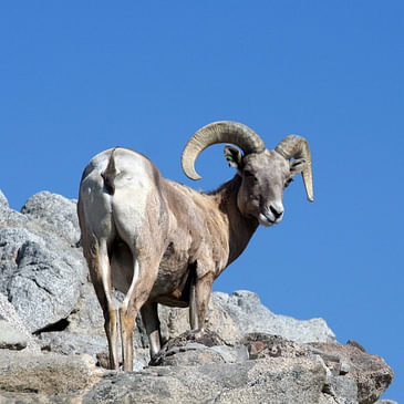 S2E16: Protecting Desert Bighorn Sheep from Habitat Loss and Disease
