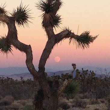 S1E20: California still doesn't know what to do about the western Joshua tree