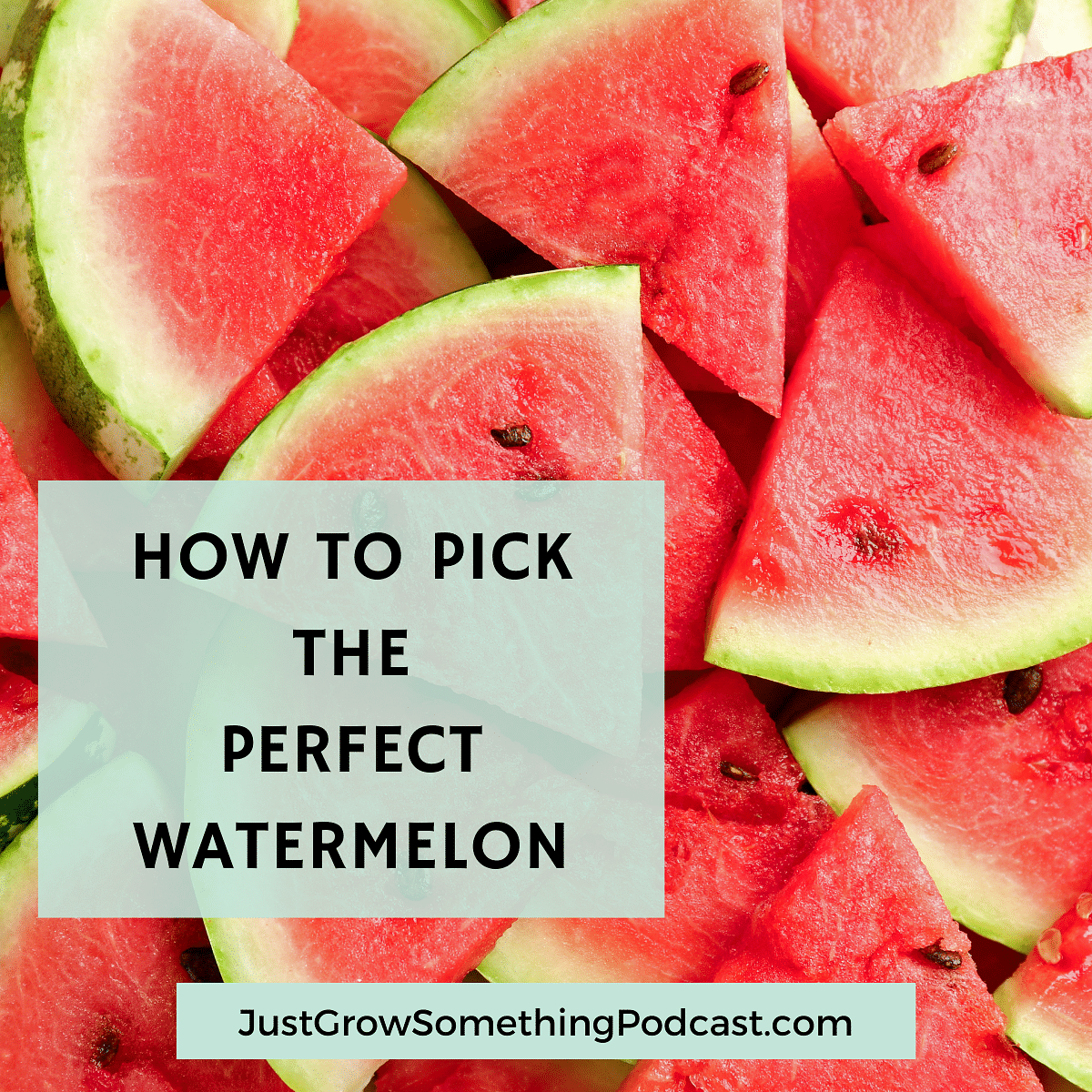 How to Pick the Perfect Watermelon | Just Grow Something with Karin Velez