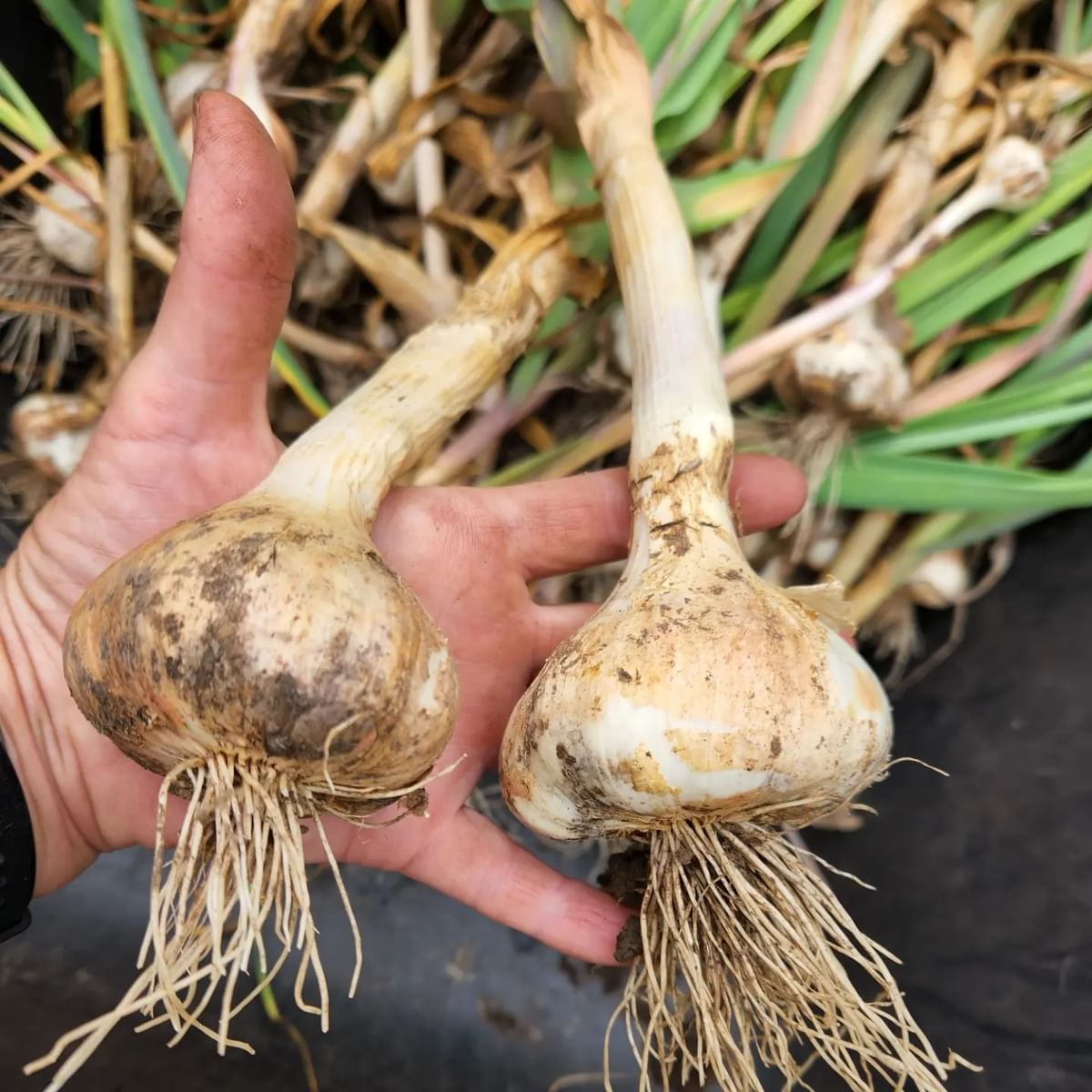 How to Know When Your Garlic is Ready to Harvest Just Grow Something