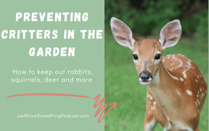 Preventing Critters in the Garden: Rabbits, Squirrels, Deer and more ...