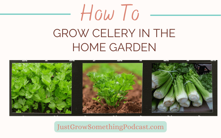 How to Grow Celery in the Home Garden | Just Grow Something with Karin ...