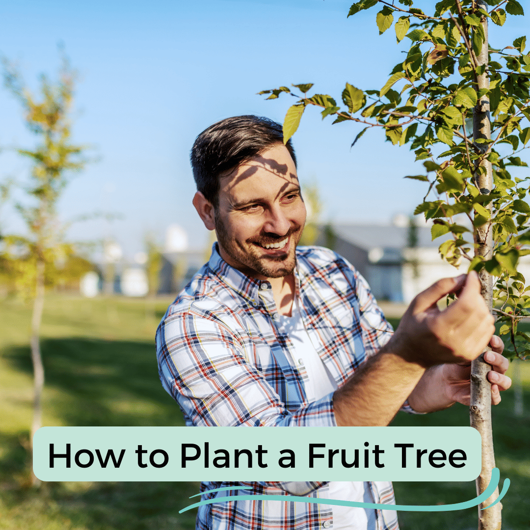 How to Plant a Fruit Tree Just Grow Something with Karin Velez