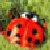 BeetlebompSte