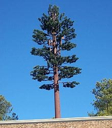 Замаскированная под дерево.jpg