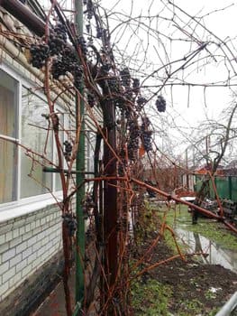 виноград 2.jpg