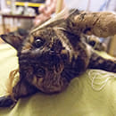 Аватара пользователя