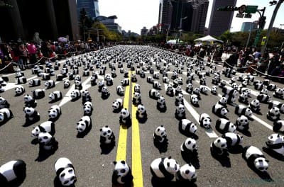 Pandas-1[1].jpg